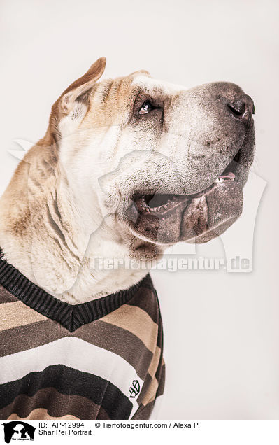 Shar Pei Portrait / Shar Pei Portrait / AP-12994