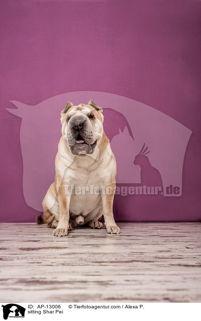 sitzender Shar Pei / sitting Shar Pei / AP-13006