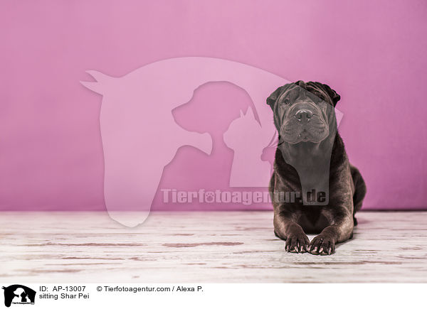 sitzender Shar Pei / sitting Shar Pei / AP-13007