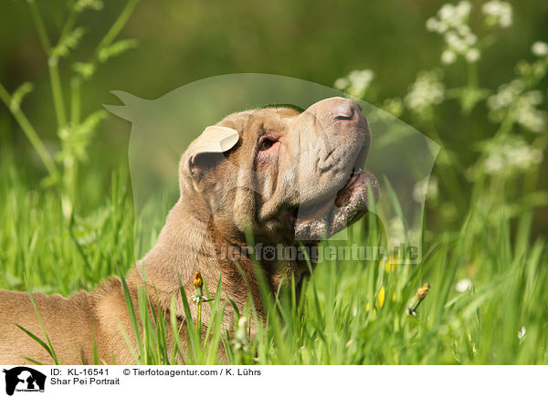 Shar Pei Portrait / Shar Pei Portrait / KL-16541