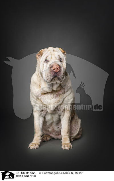 sitzender Shar Pei / sitting Shar Pei / SM-01532