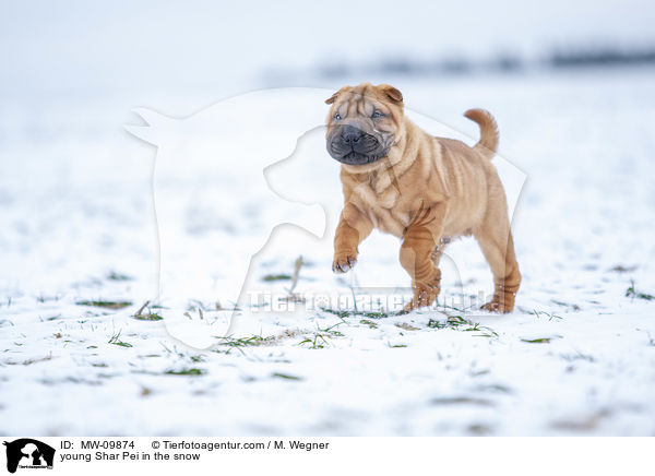 young Shar Pei in the snow / MW-09874