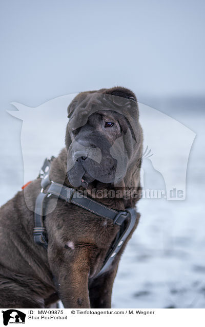 Shar Pei Portrait / Shar Pei Portrait / MW-09875