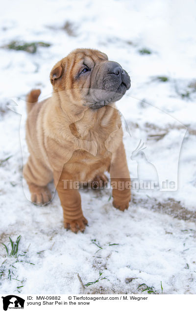 young Shar Pei in the snow / MW-09882