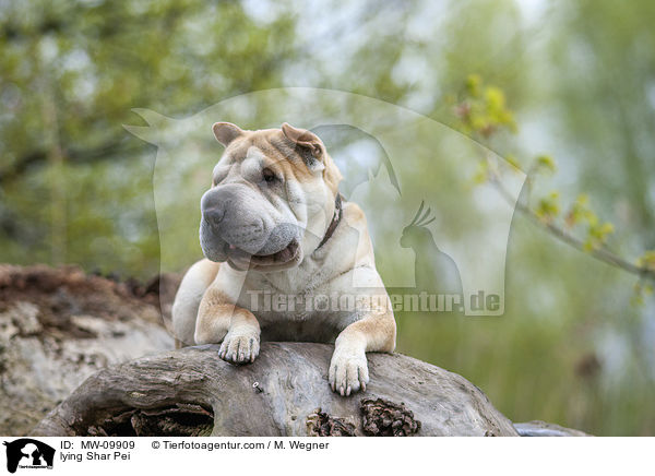 liegender Shar Pei / lying Shar Pei / MW-09909