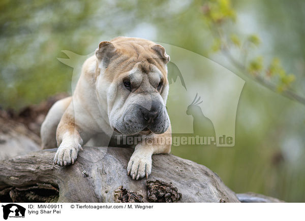 liegender Shar Pei / lying Shar Pei / MW-09911
