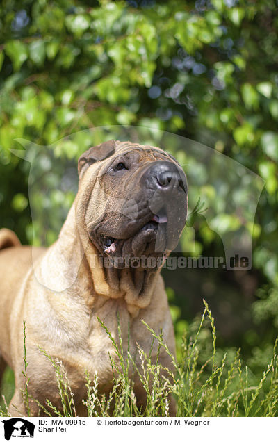 Shar Pei / MW-09915