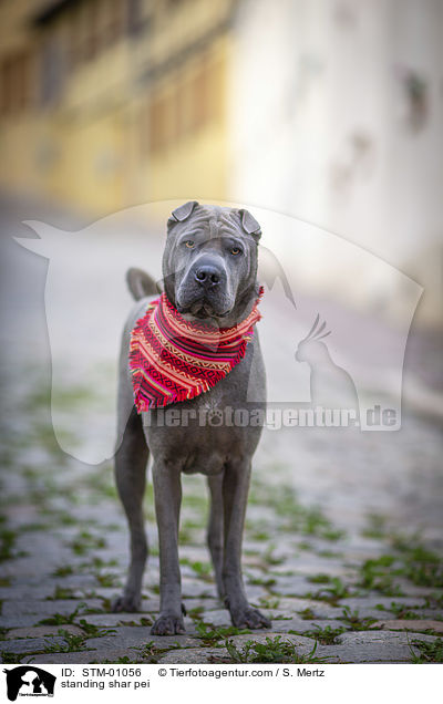 standing shar pei / STM-01056