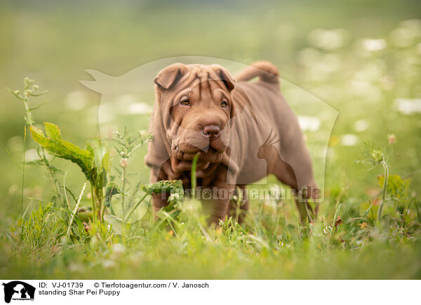 standing Shar Pei Puppy / VJ-01739