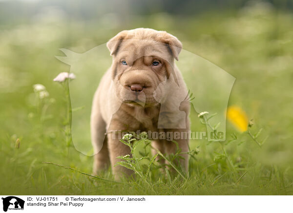standing Shar Pei Puppy / VJ-01751