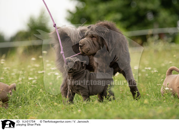 spielende Shar Peis / playing Shar Peis / VJ-01754