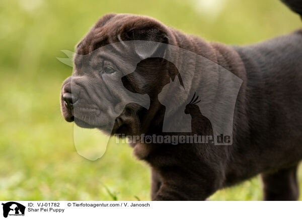Shar Pei Welpe / Shar Pei Puppy / VJ-01782