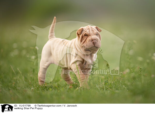 laufender Shar Pei Welpe / walking Shar Pei Puppy / VJ-01798