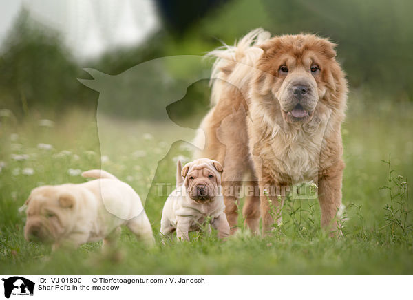 Shar Pei's in der Wiese / Shar Pei's in the meadow / VJ-01800