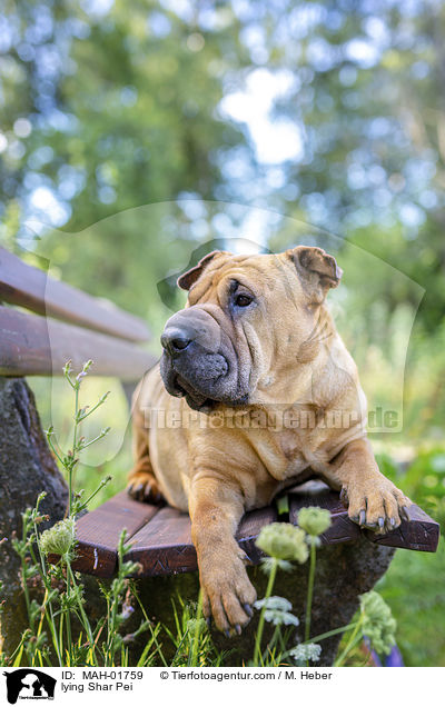 liegender Shar Pei / lying Shar Pei / MAH-01759