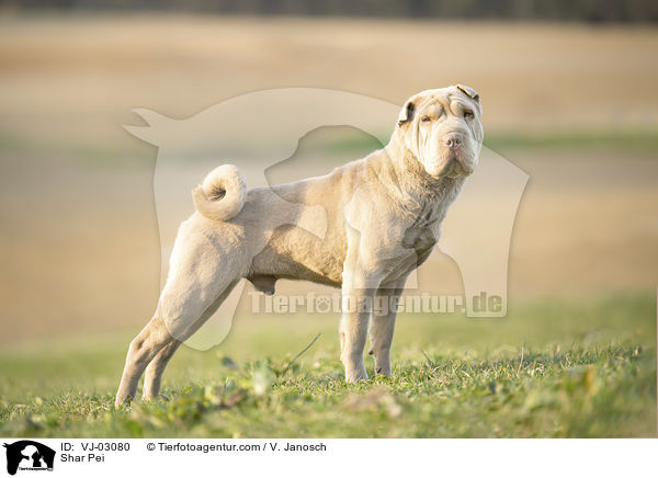 Shar Pei / Shar Pei / VJ-03080