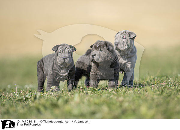 Shar Pei Welpen / Shar Pei Puppies / VJ-03418