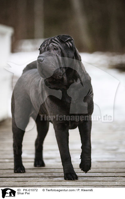 Shar Pei / Shar Pei / PK-01072