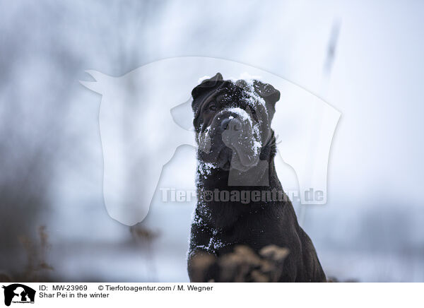 Shar Pei im Winter / Shar Pei in the winter / MW-23969