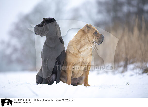 Bull-Pei im Winter / Bull-Pei in winter / MW-25062