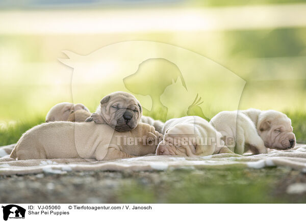 Shar Pei Welpen / Shar Pei Puppies / VJ-05060