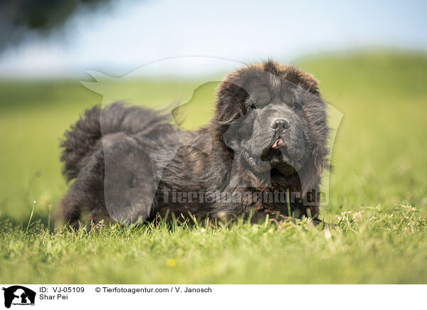 Shar Pei / Shar Pei / VJ-05109