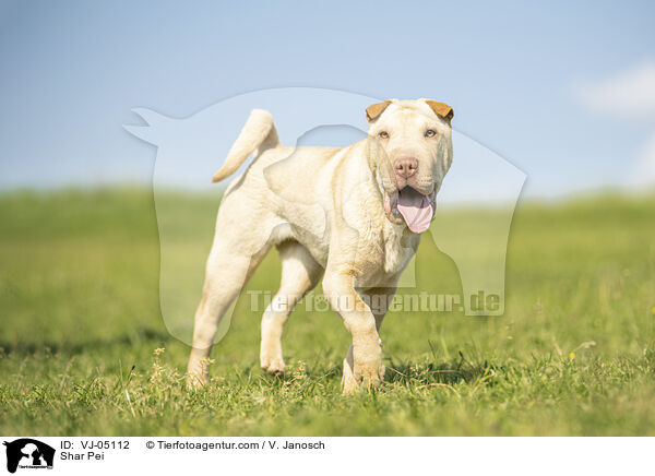 Shar Pei / Shar Pei / VJ-05112