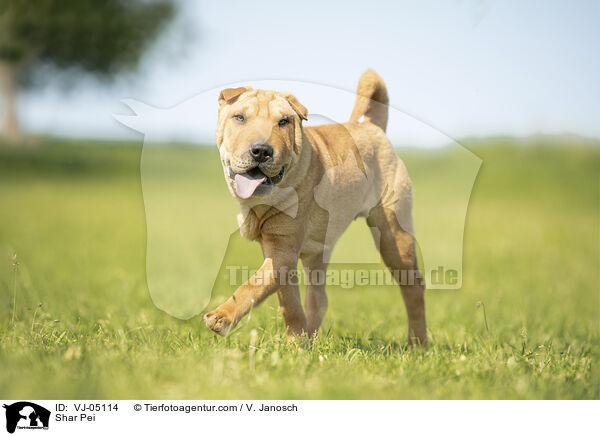 Shar Pei / VJ-05114