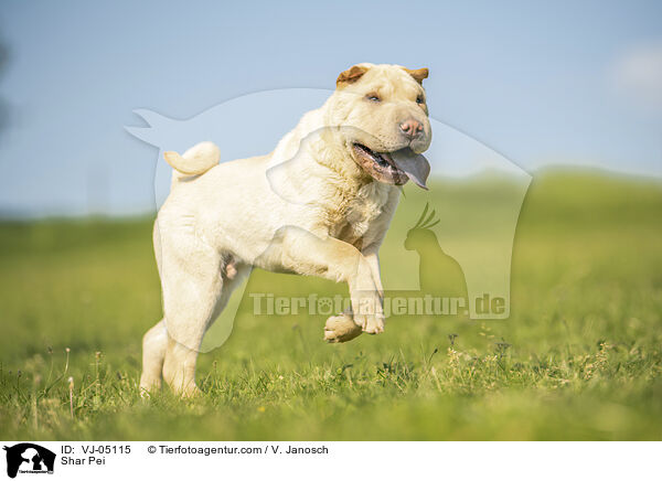 Shar Pei / VJ-05115