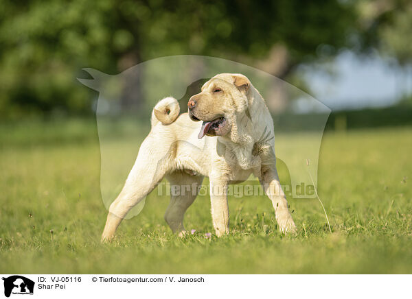 Shar Pei / Shar Pei / VJ-05116