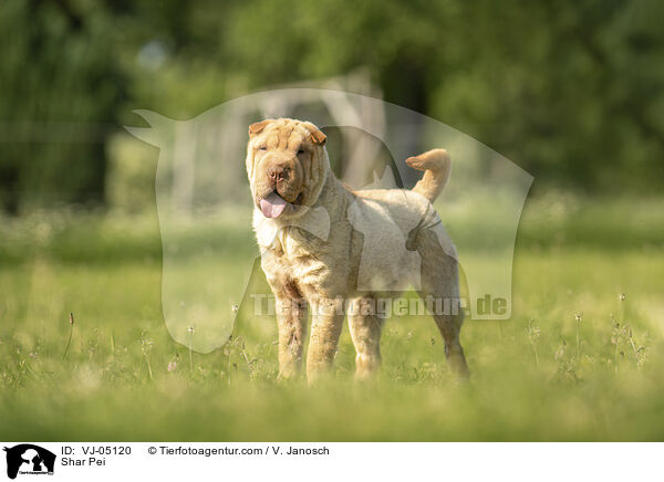 Shar Pei / Shar Pei / VJ-05120