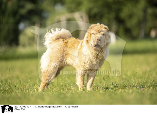 Shar Pei / VJ-05127