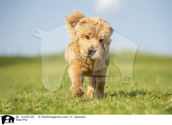 Shar Pei / Shar Pei / VJ-05129