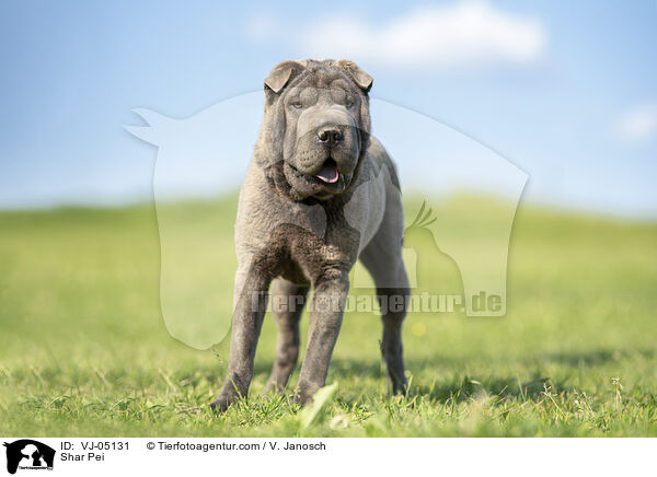 Shar Pei / VJ-05131