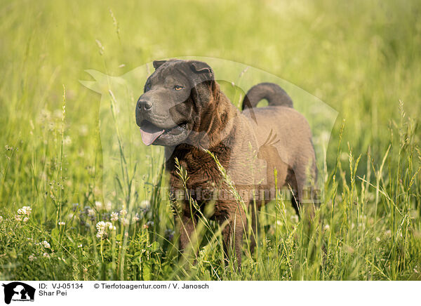 Shar Pei / VJ-05134