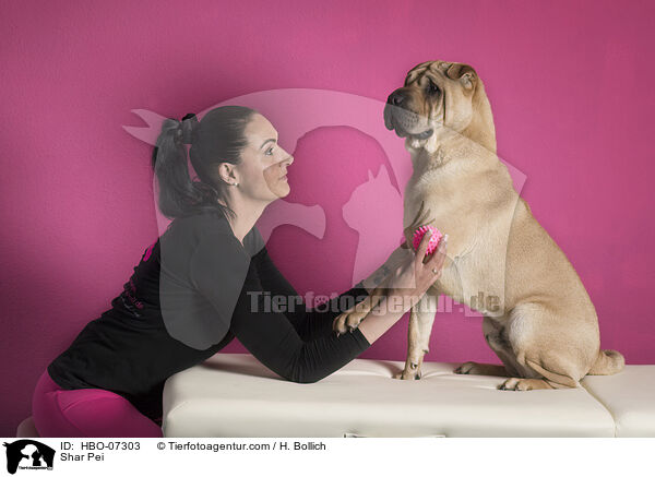 Shar Pei / Shar Pei / HBO-07303
