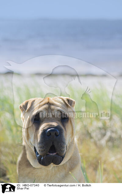 Shar Pei / Shar Pei / HBO-07340