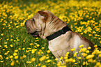 sitting Shar Pei