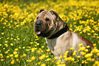 sitting Shar Pei