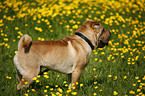 Shar Pei on meadow