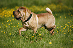 running Shar Pei