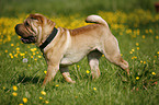 running Shar Pei