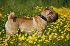 Shar Pei on meadow