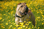 Shar Pei on meadow