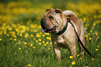 Shar Pei on meadow