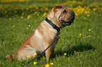 sitting Shar Pei