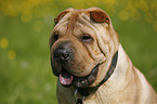 Shar Pei Portrait