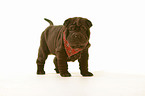 Shar Pei puppy