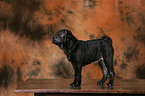 Shar Pei Puppy