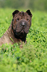 Shar Pei Portrait